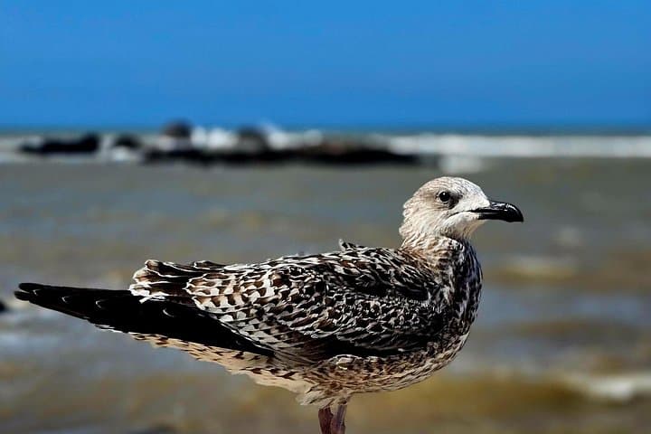 Day Trip to Essaouira from Marrakech — UNESCO Medina, Argan Groves & Atlantic Coast photo 4