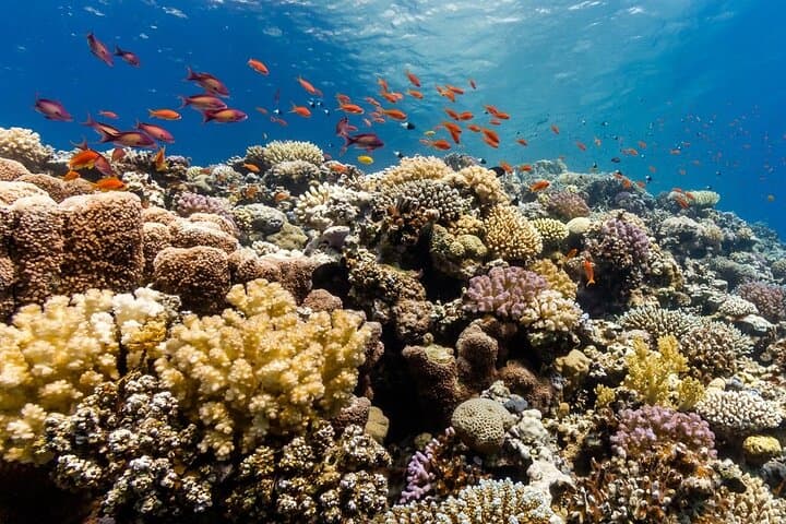 Dolphin House Discovery: Full-Day Snorkeling Cruise from Hurghada photo 5