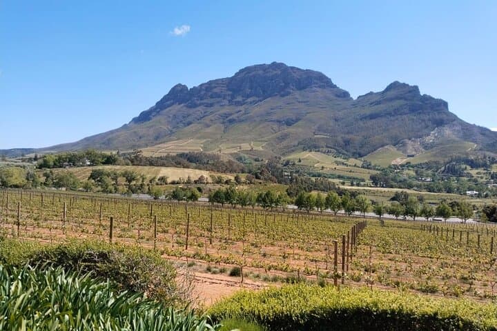 Private Cape Winelands Wine Tasting Tour: Tokara, Delheim & Fairview photo 3