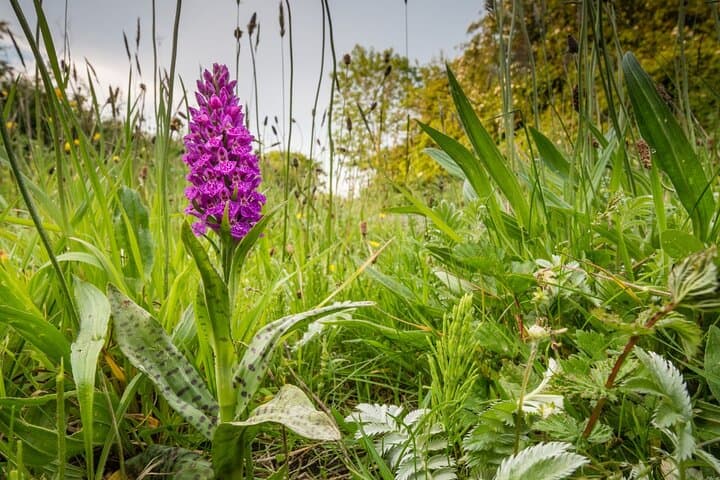 Earl Grey's Northumberland: Howick Hall Gardens & Coastal Tea Tour