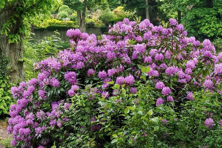Earl Grey's Northumberland: Howick Hall Gardens & Coastal Tea Tour photo 3
