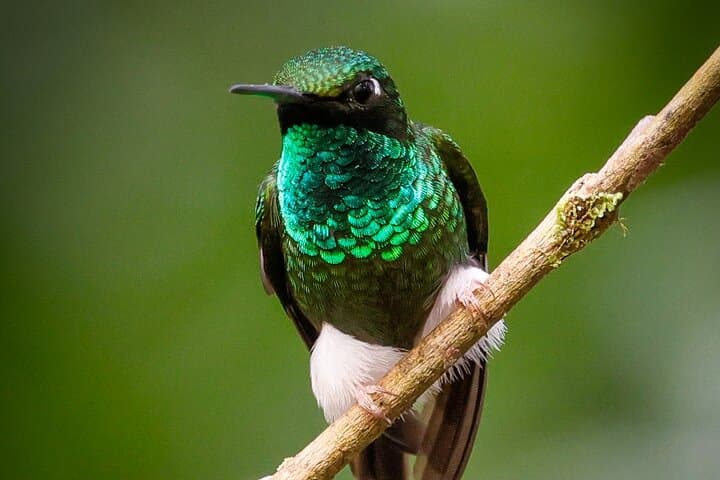 Mindo Cloud Forest Private Tour: Hummingbirds, Waterfalls & Chocolate Tasting photo 5