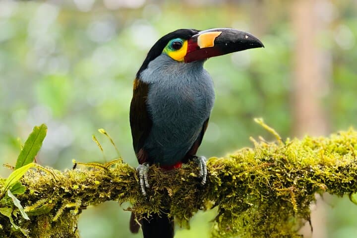 Mindo Cloud Forest Private Tour: Hummingbirds, Waterfalls & Chocolate Tasting