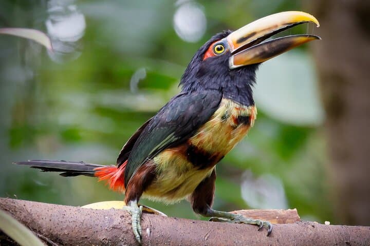 Mindo Cloud Forest Private Tour: Hummingbirds, Waterfalls & Chocolate Tasting photo 2