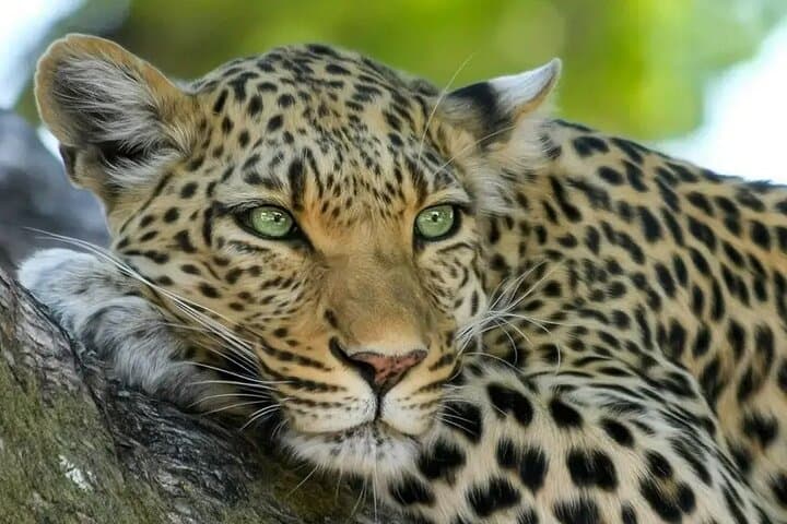 Aquila Game Reserve Safari with Wine Tasting — Day Trip from Cape Town photo 2