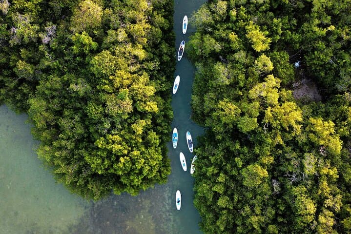 Dawn Paddle-Boarding in Yucatan: Progreso Mangrove & Yucalpetén Beach Club photo 2