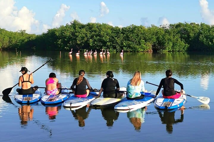 Dawn Paddle-Boarding in Yucatan: Progreso Mangrove & Yucalpetén Beach Club photo 3