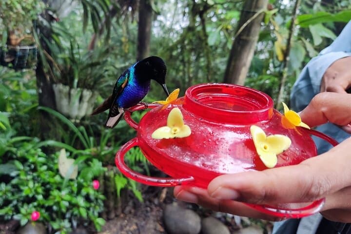 Mindo Cloud Forest Day Trip: Hummingbirds, Waterfalls & Chocolate Tasting