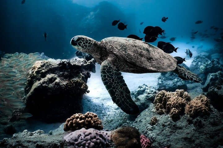 Turtle Canyon Snorkel — Semi‑Private Waikiki Sea Turtle Encounter photo 2