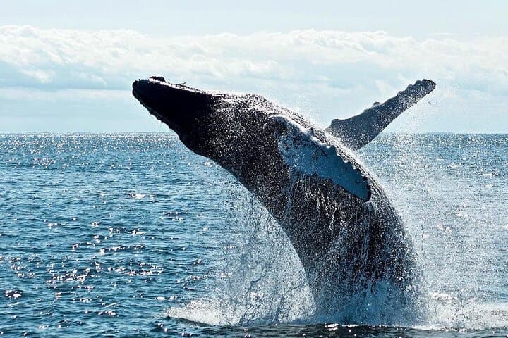 Mirissa Private Luxury Whale-Watching Speedboat: Blue Whales & Dolphins photo 5