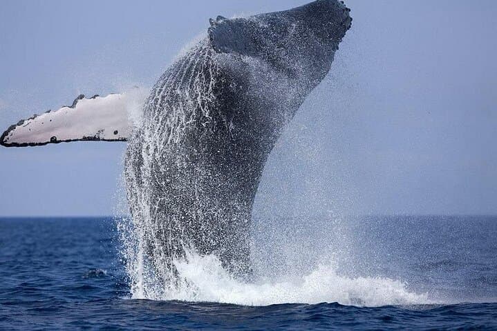 Mirissa Private Luxury Whale-Watching Speedboat: Blue Whales & Dolphins photo 2