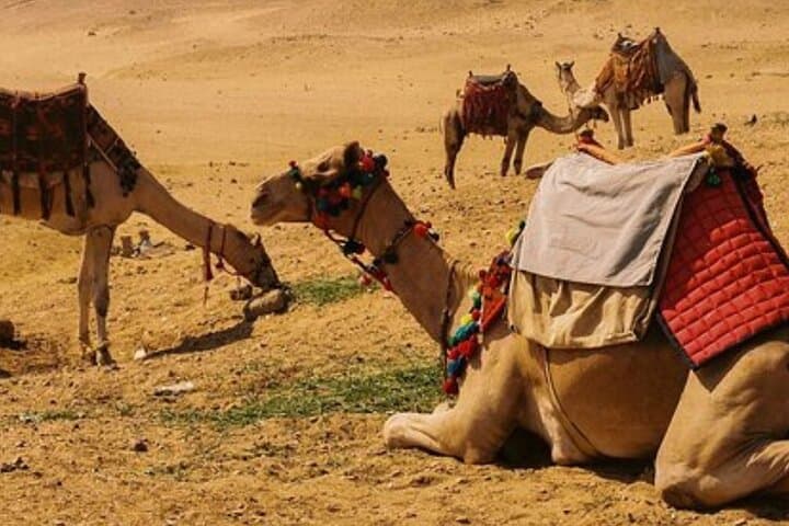 Abu Dhabi Desert Safari: Dune Bashing, Camel Rides & Bedouin Camp Dinner photo 3