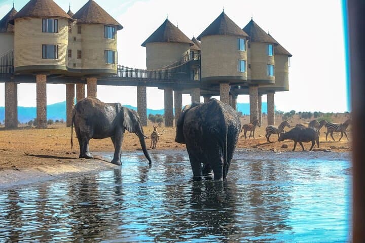 Two-Day Safari at Salt Lick Lodge: Taita Hills Wildlife Adventure from Diani