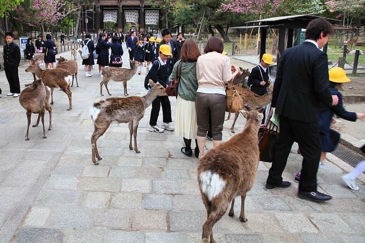 Kyoto and Nara Highlights: Private Day Tour with English-Speaking Guide