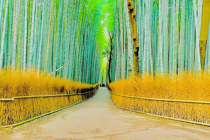 Kyoto and Nara Highlights: Private Day Tour with English-Speaking Guide photo 2