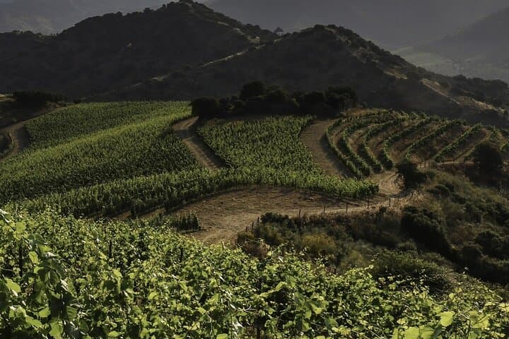 Helicopter Douro Vineyard Tour & Tasting — 4-Hour Porto Escape photo 3