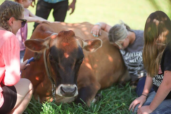 Cow Cuddles in Michigan: Farm Visit & Bovine Therapy Experience