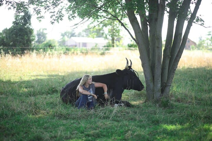 Cow Cuddles in Michigan: Farm Visit & Bovine Therapy Experience photo 2