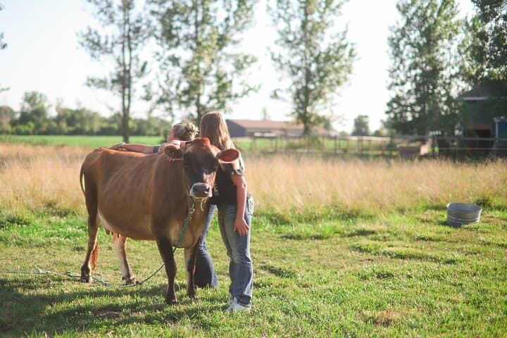 Cow Cuddles in Michigan: Farm Visit & Bovine Therapy Experience photo 3
