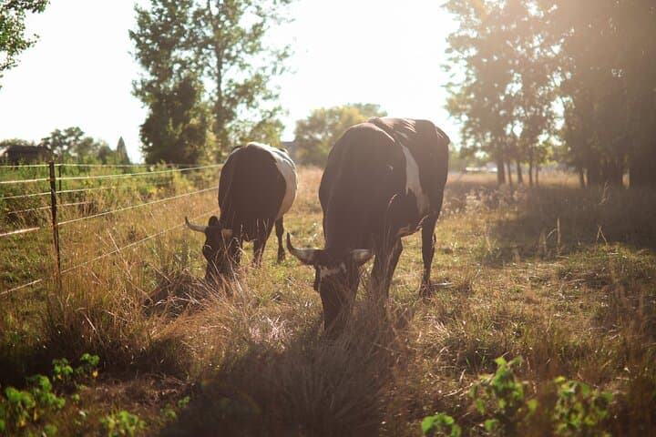 Cow Cuddles in Michigan: Farm Visit & Bovine Therapy Experience photo 4