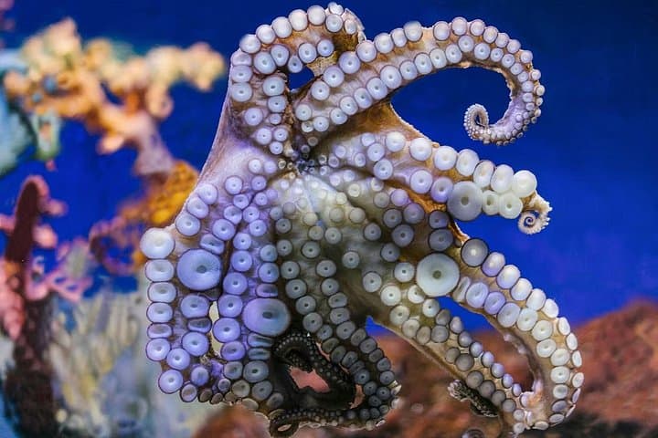 Inside Barcelona Aquarium: Skip-the-Line Tickets for the 80‑Meter Underwater Tunnel photo 3