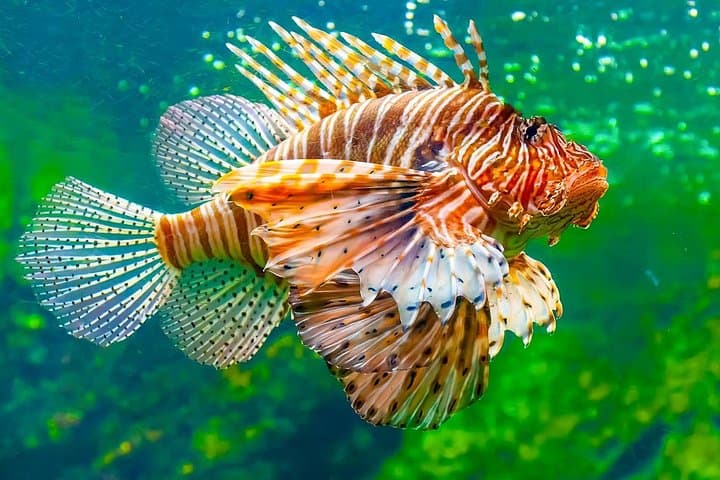 Inside Barcelona Aquarium: Skip-the-Line Tickets for the 80‑Meter Underwater Tunnel photo 4