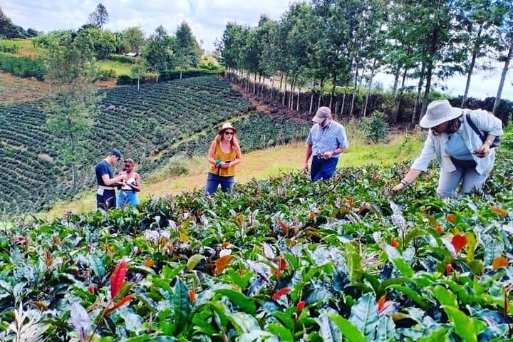 Nairobi Purple Tea Farm Day Trip: Purple Tea Tasting, Bamboo Trek & Waterfall photo 1