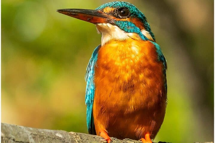 Koggala Lake Boat Safari: Cinnamon Island, Monkey Feeding & Mangrove Channels photo 2