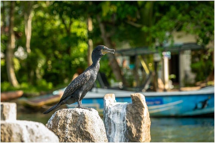 Koggala Lake Boat Safari: Cinnamon Island, Monkey Feeding & Mangrove Channels photo 4