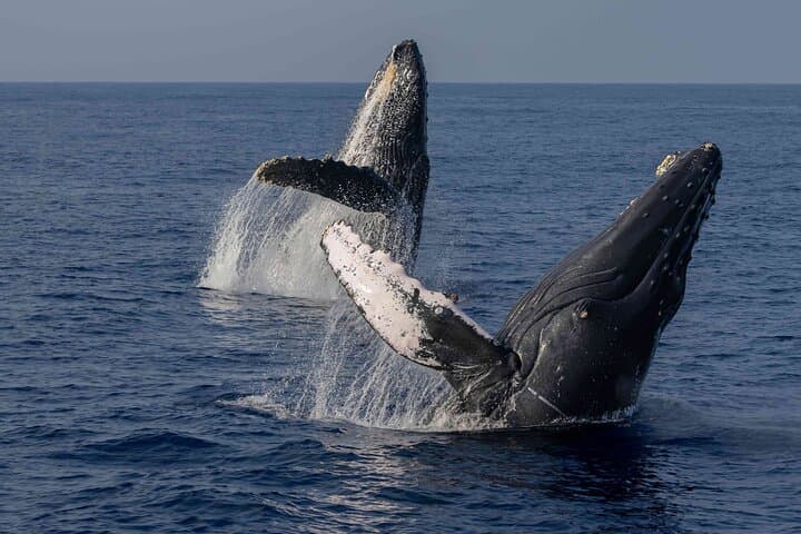 Exploring Kona’s Waters: The Ultimate Humpback Whale Watch Tour