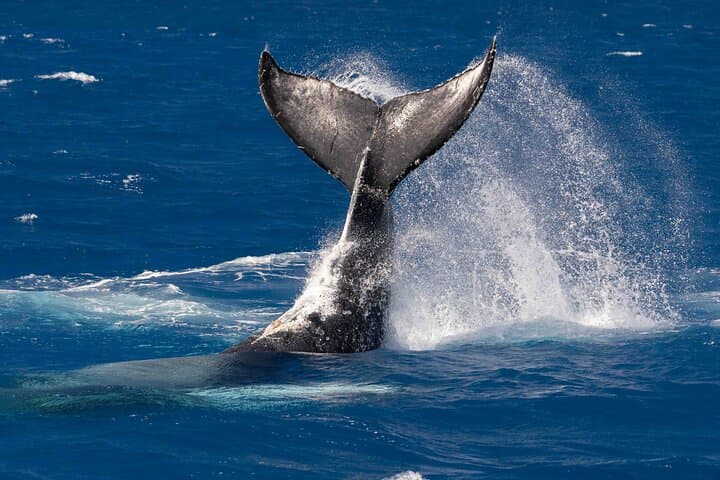 Exploring Kona’s Waters: The Ultimate Humpback Whale Watch Tour photo 2