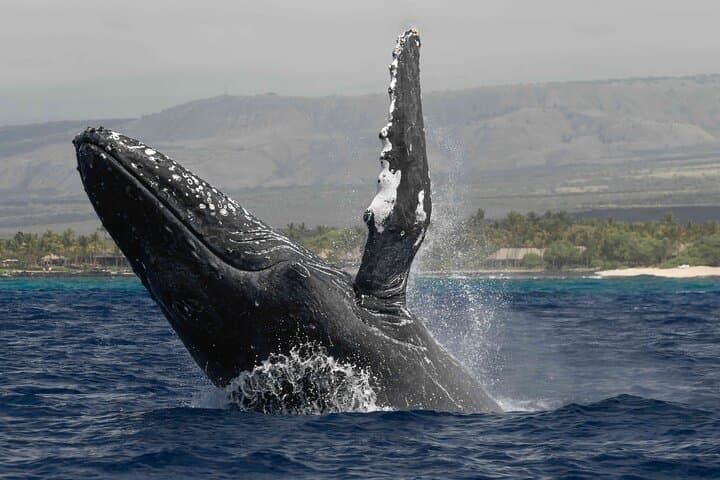 Exploring Kona’s Waters: The Ultimate Humpback Whale Watch Tour photo 3