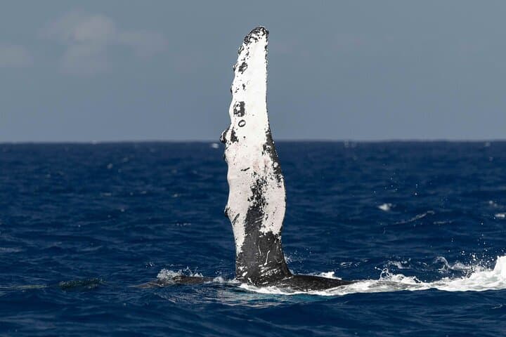 Exploring Kona’s Waters: The Ultimate Humpback Whale Watch Tour photo 4