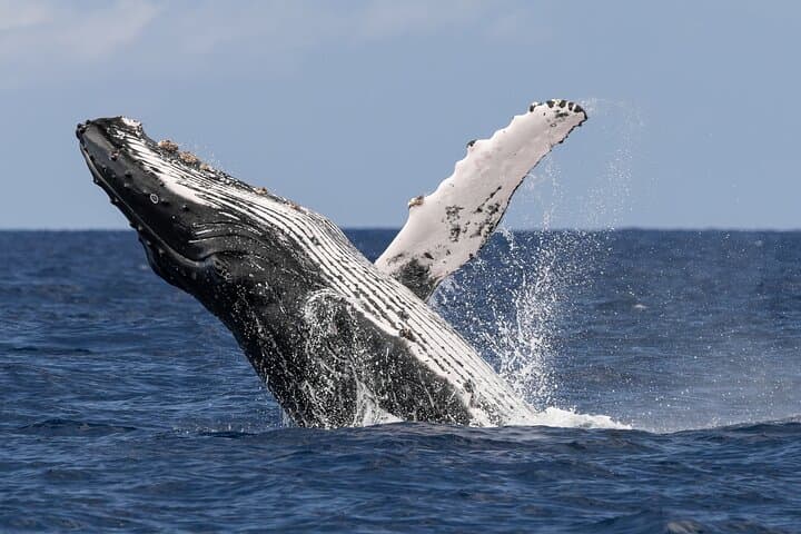Exploring Kona’s Waters: The Ultimate Humpback Whale Watch Tour photo 5