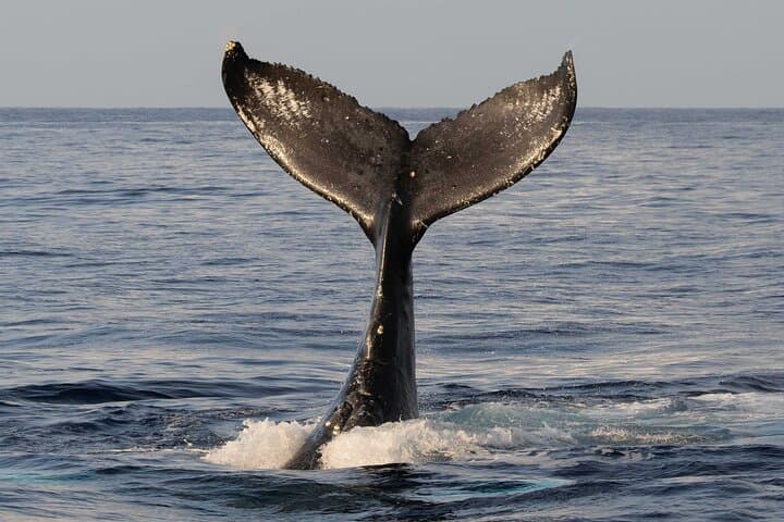 Exploring Kona’s Waters: The Ultimate Humpback Whale Watch Tour photo 6