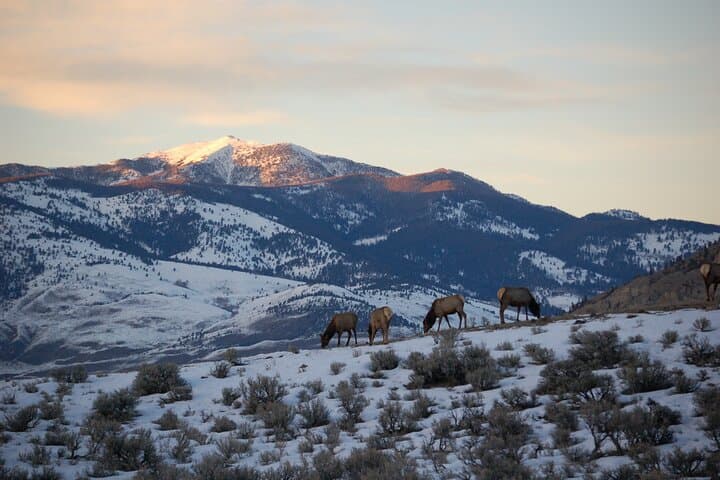 Winter Wildlife Tour in Yellowstone: Wolves, Bison & Hot Springs from Bozeman