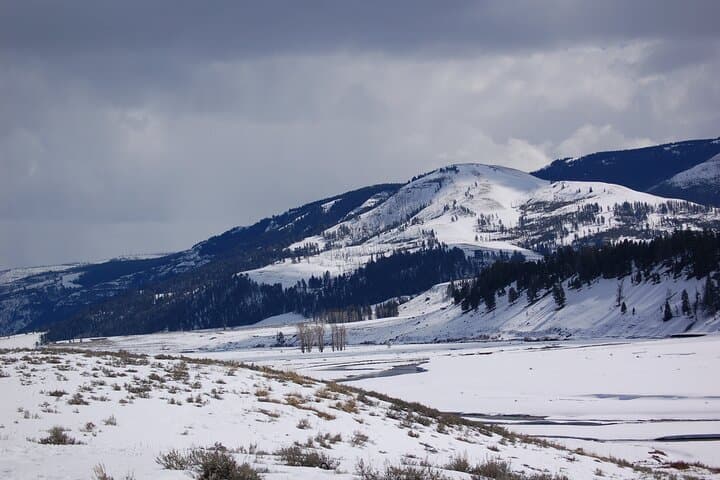 Winter Wildlife Tour in Yellowstone: Wolves, Bison & Hot Springs from Bozeman photo 4