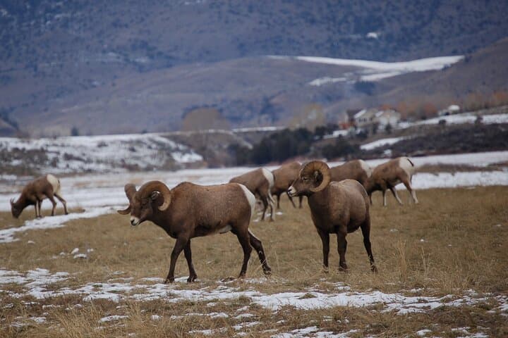 Winter Wildlife Tour in Yellowstone: Wolves, Bison & Hot Springs from Bozeman photo 2