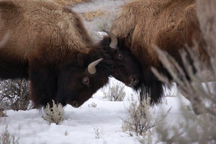 Winter Wildlife Tour in Yellowstone: Wolves, Bison & Hot Springs from Bozeman photo 3