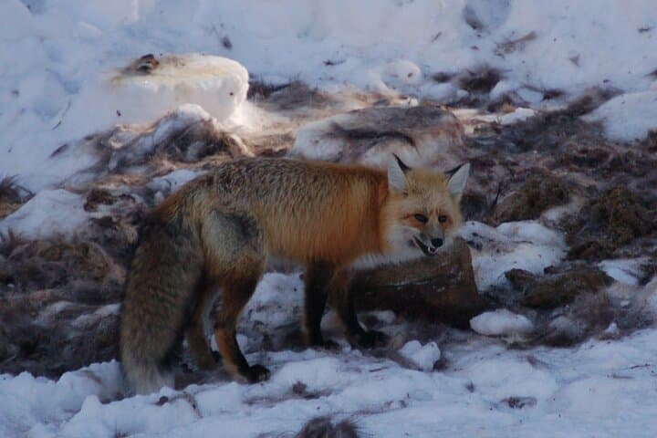 Winter Wildlife Tour in Yellowstone: Wolves, Bison & Hot Springs from Bozeman photo 5