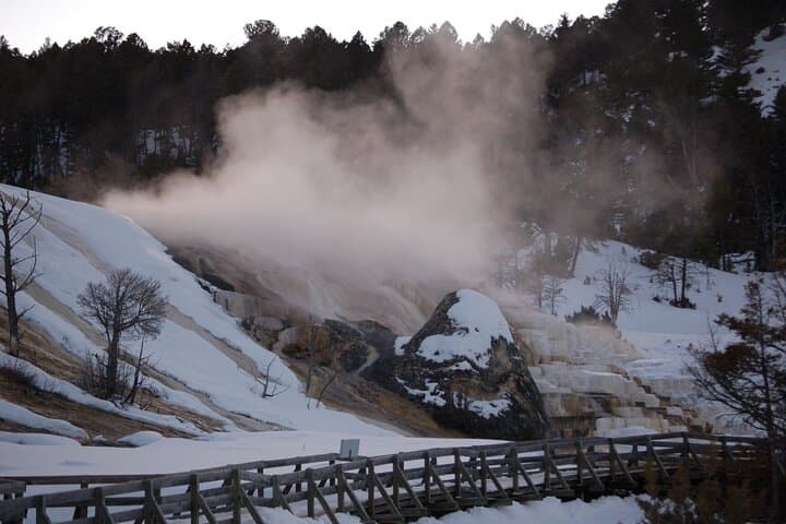 Winter Wildlife Tour in Yellowstone: Wolves, Bison & Hot Springs from Bozeman photo 6