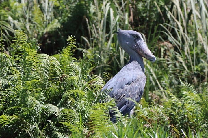 Mabamba Shoebill Private Tour: Shoebill-Spotting Boat Trip from Entebbe photo 6