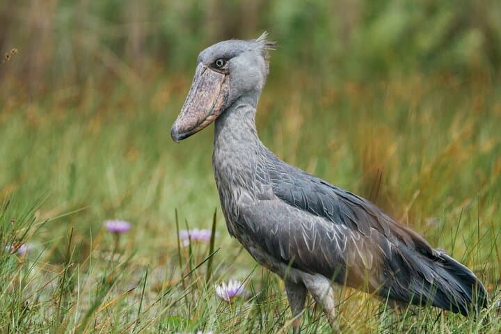 Mabamba Shoebill Private Tour: Shoebill-Spotting Boat Trip from Entebbe photo 2