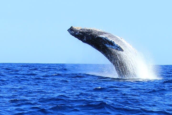 Cabo San Lucas Whale Watching Tour: Humpbacks, Dolphins & El Arco Views