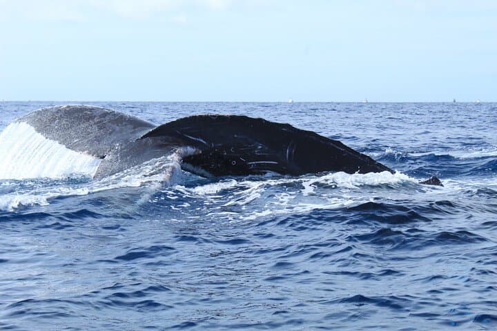 Cabo San Lucas Whale Watching Tour: Humpbacks, Dolphins & El Arco Views photo 2