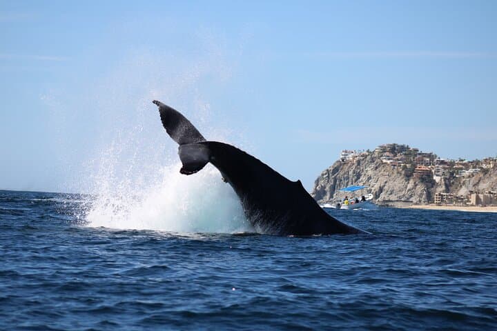Cabo San Lucas Whale Watching Tour: Humpbacks, Dolphins & El Arco Views photo 3