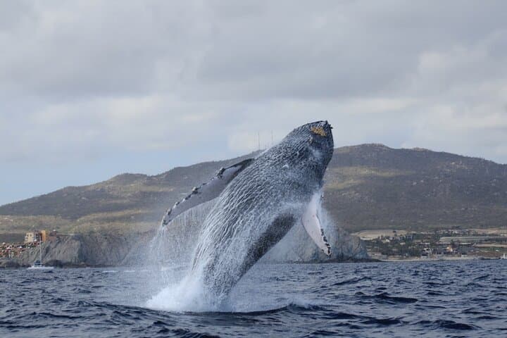 Cabo San Lucas Whale Watching Tour: Humpbacks, Dolphins & El Arco Views photo 4