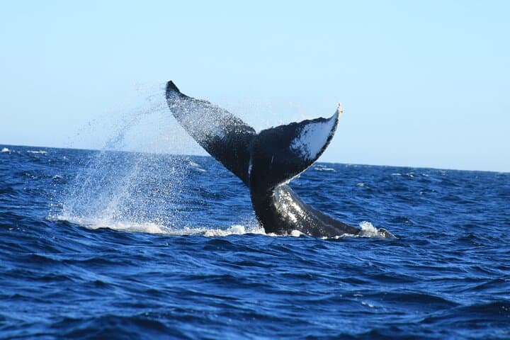 Cabo San Lucas Whale Watching Tour: Humpbacks, Dolphins & El Arco Views photo 5