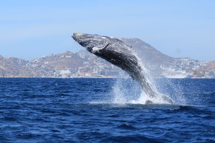 Cabo San Lucas Whale Watching Tour: Humpbacks, Dolphins & El Arco Views photo 6