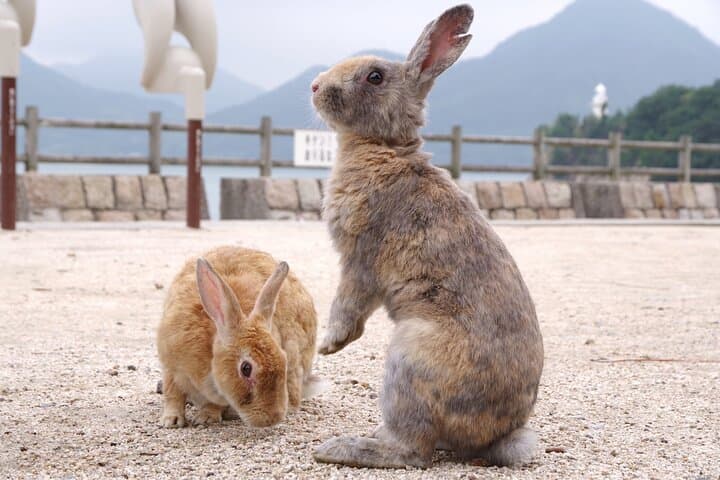 Cycle Okunoshima: Rabbit Island History, Ruins & Coastal Views on Two Wheels photo 2